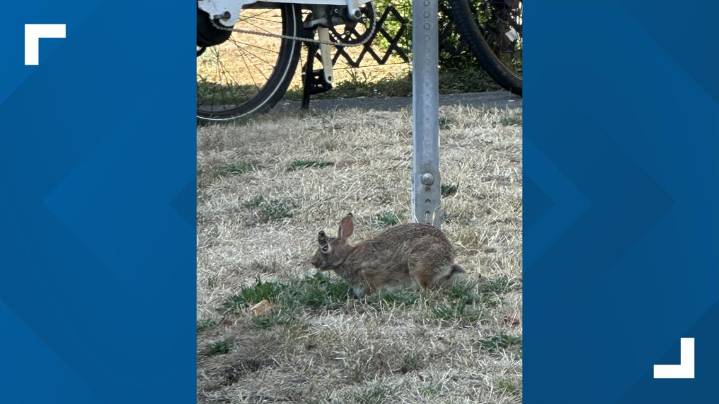 Rabbits dubbed as 'Frankenstein bunnies' on social media spotted in western Washington