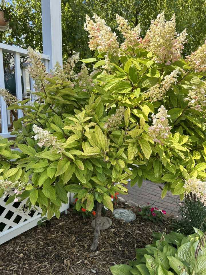 Yellow hydrangea leaves indicate iron chlorosis