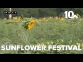 Sunflower Fest at Lincoln's Butterfly Farm