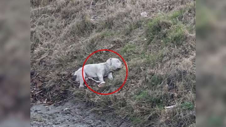 Texas Woman Spots Pit Bull Beside Fallen Companion On Highway And Acts Without Hesitation