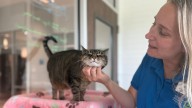 The Myth of the “Perfect Pet Parent”—Why Showing Up Is More Than Enough – NBC10 Philadelphia