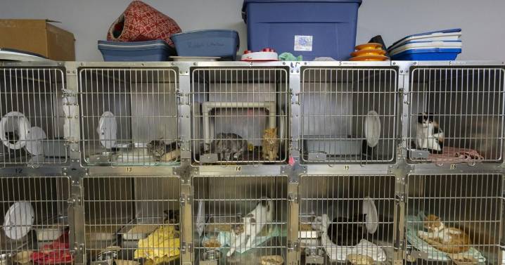 Fundraiser ‘fore’ cats and dogs: Charity golf tournament benefits Niagara SPCA