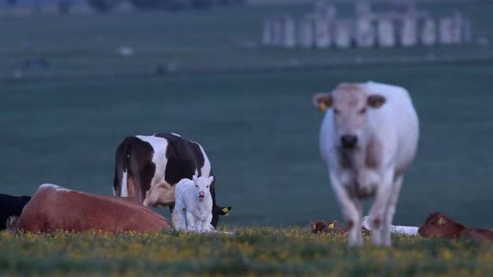 Reino Unido: creen que una vaca puede haber ayudado a construir el enigmático Stonehenge