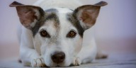 Proponen hasta 7 años de cárcel por agresión sexual y crueldad contra animales