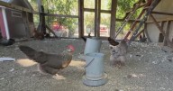 Sonoma County animal rescues overwhelmed as rooster dumping hits record highs