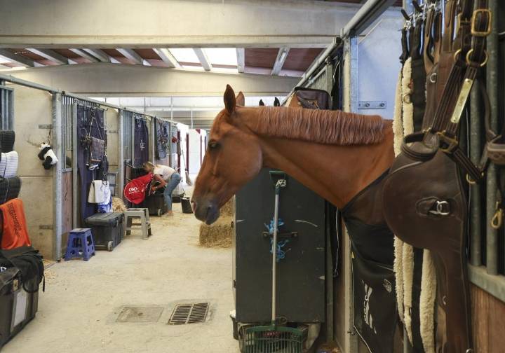Los caballos pasan su particular ITV