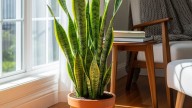 El fertilizante natural que hará que tu lengua de suegra tenga hojas más grandes, según un jardinero