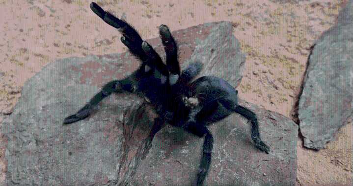 Hunky tarantulas now growing GIANT record-breaking sex organs & mega 'palp' saves them from being gobbled by lusty mate