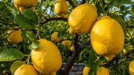 No es por el Feng Shui: para qué sirve atar gomaespuma en el limonero