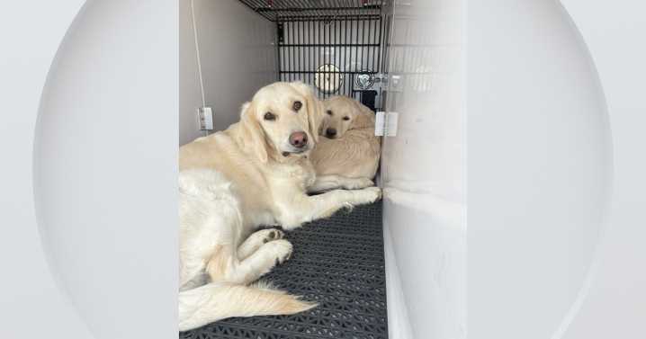 Police rescue two dogs abandoned by side of road near Colorado elementary school