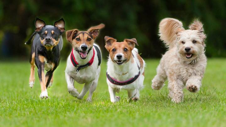 Breed Quiz: What Kind of Dog is Best for Your Lifestyle?
