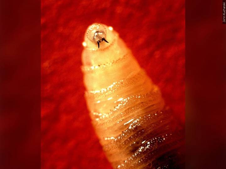 First human screwworm case linked to travel confirmed in U.S., HHS says