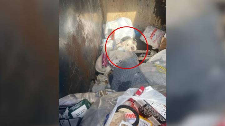 Michigan Woman Horrified To Find Desperate Pup Trapped Inside Dumpster