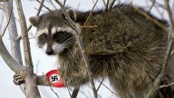 Meet the army of 30,000 ‘Nazi’ raccoons rampaging across Germany… and why EU red tape means pests CAN'T be stopped