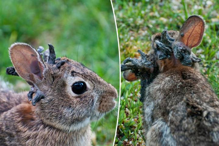 'Frankenstein' rabbits with tentacles spread across midwest