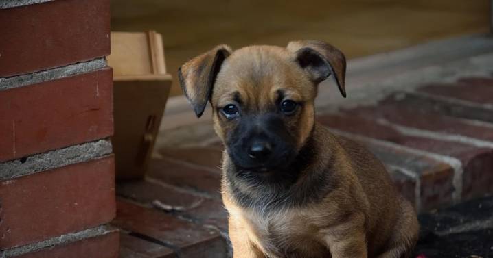 Matanza de mascotas en Yucatán: perros y gatos envenenados