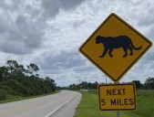 Two Young Florida Panther Siblings Killed In Vehicle Collision: FWC