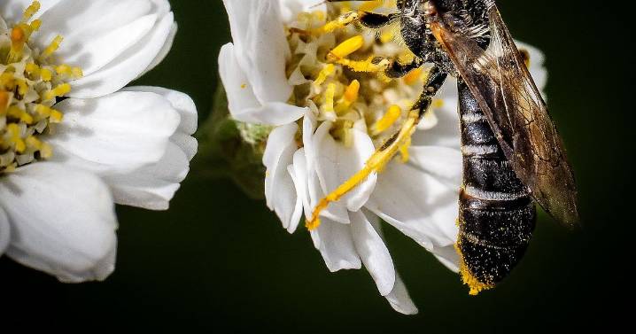 What’s the buzz with native bees? Washington’s Bee Atlas fixes to find out