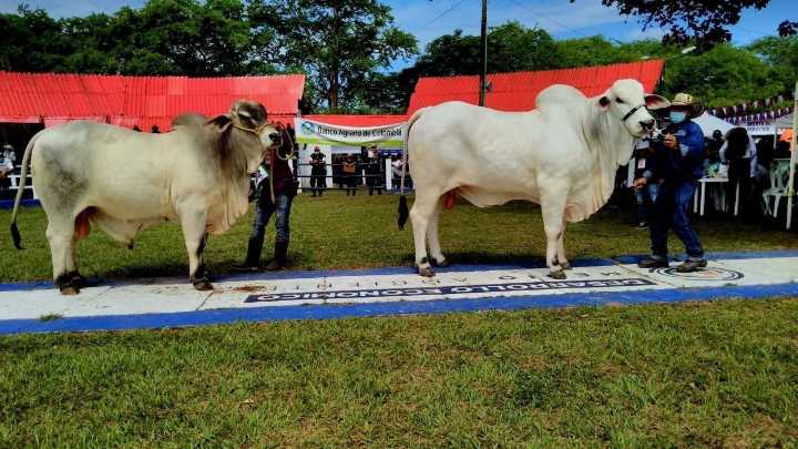 Del 29 al 31 de Agosto Yopal organiza la XX Feria Ganadera doble propósito