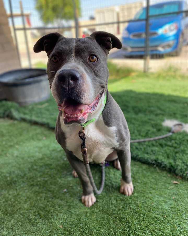 Apache Junction Animal Control reopens with modified services
