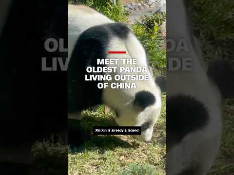 Meet the oldest panda living outside of China