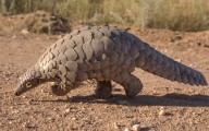 El pangolín, que ganó notoriedad durante la pandemia, está en alto riesgo de extinción