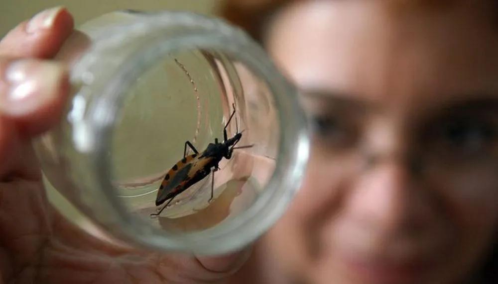 Día Nacional por una Argentina Sin Chagas: cómo prevenir esta enfermedad endémica