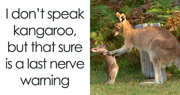 62 Funny And Relatable Animal Memes To Instantly Improve Your Mood