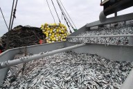 La pesca hizo crecer a la economía a 4.5% en junio