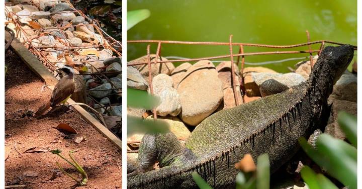 Con una barrera natural, buscan proteger el humedal del Jardín Botánico que se estaba dañando por la erosión