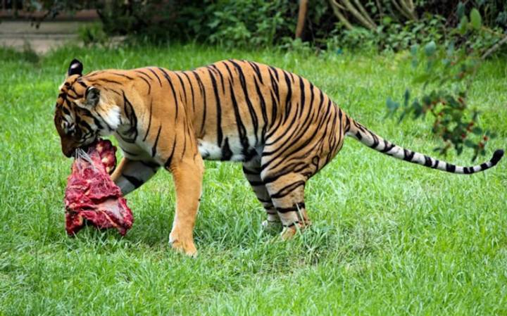 Unwanted pets to be fed to carnivores in zoos