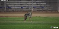 6-year-old boy brutally attacked by coyote during sister’s softball tournament