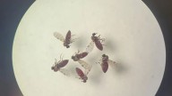 Alerta sanitaria en Reino Unido por la detección del virus Oropouche: estos son sus síntomas