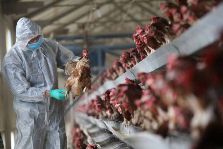 China bans Spanish poultry imports due to bird flu