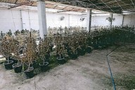 FGR desmantela narco-invernadero en Teocaltiche, Jalisco; hallaron más de 520 plantas de marihuana