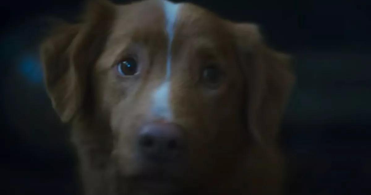 'Unnerving' dog horror Good Boy 'makes film fans riot' over gut