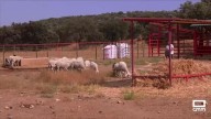 Llegan los primeros animales afectados por los incendios al Complejo Valdepusa