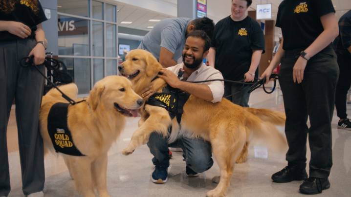 Here's why Hertz is bringing dogs to airports