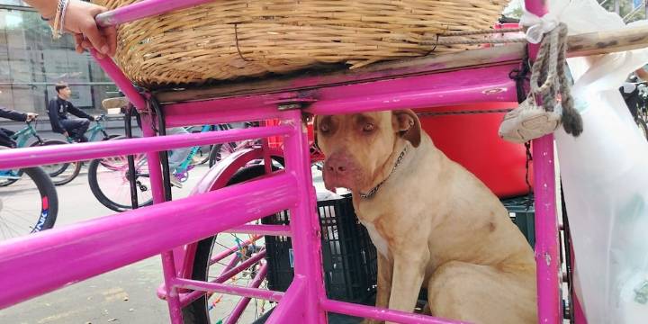 El perro panadero sí existe y recorre con su dueño las calles de la Ciudad de México