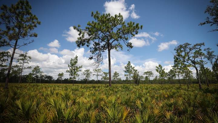 Concerns mount over Florida expressway’s impact on Disney Preserve, wildlife corridor