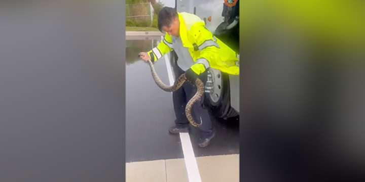 See it: Invasive Burmese pythons removed from home, semi