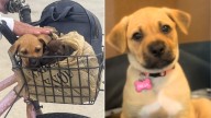 Rescued California Pup Watches Sister Leave For A New Life Without Her