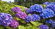 Keep hydrangeas healthy by adding food waste item to watering can
