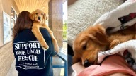 California Vets Called Out This Breeder After Trying To Help A Sick Puppy And Learning Her Diagnosis