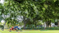 Development could kill this century-old Florida tree. Why residents are fighting.