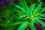 President Trump Rethinking Country’s Position On Marijuana