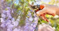 Gardening expert shares three steps to help wisteria bloom a second time in late summer