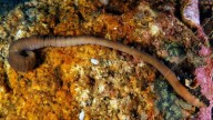 Hallazgo sin precedentes en Galicia: descubren un inquietante gusano venenoso nunca visto hasta la fecha