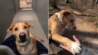 After Years Of Disappointments, This Loyal Shelter Dog From New York Still Waits For His Forever Family
