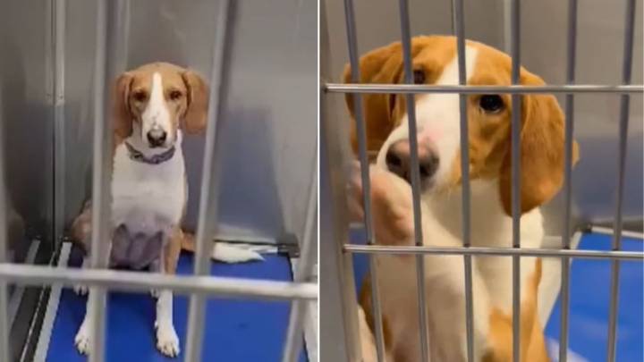 Broken-Hearted Pup Returned To North Carolina Shelter 3 Times Just Wants To Be Loved